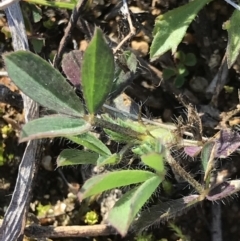 Trifolium arvense var. arvense at Holt, ACT - 14 Aug 2021