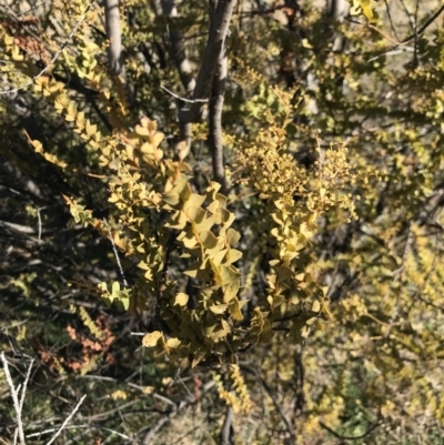 Acacia pravissima (Wedge-leaved Wattle, Ovens Wattle) at Aranda Bushland - 14 Aug 2021 by MattFox