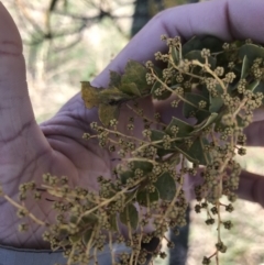 Acacia pravissima at Holt, ACT - 14 Aug 2021 02:37 PM