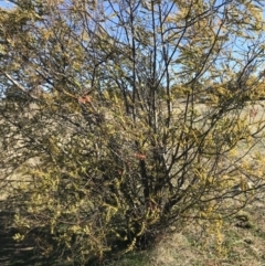 Acacia pravissima at Holt, ACT - 14 Aug 2021 02:37 PM