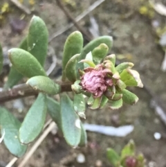 Poranthera microphylla (Small Poranthera) at Aranda Bushland - 14 Aug 2021 by MattFox