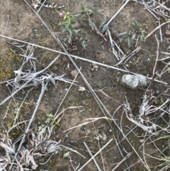 Poranthera microphylla at Holt, ACT - 14 Aug 2021 02:26 PM