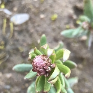 Poranthera microphylla at Holt, ACT - 14 Aug 2021