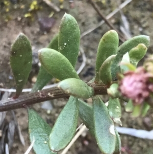 Poranthera microphylla at Holt, ACT - 14 Aug 2021 02:26 PM