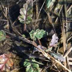 Erodium botrys (Long Storksbill) at Aranda Bushland - 14 Aug 2021 by MattFox