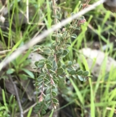 Bossiaea buxifolia (Matted Bossiaea) at Aranda Bushland - 14 Aug 2021 by MattFox