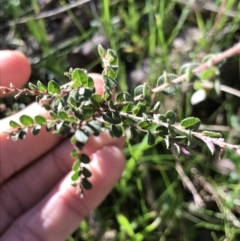 Bossiaea buxifolia at Holt, ACT - 14 Aug 2021