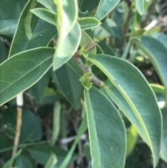 Ligustrum lucidum (Large-leaved Privet) at Holt, ACT - 13 Aug 2021 by MattFox