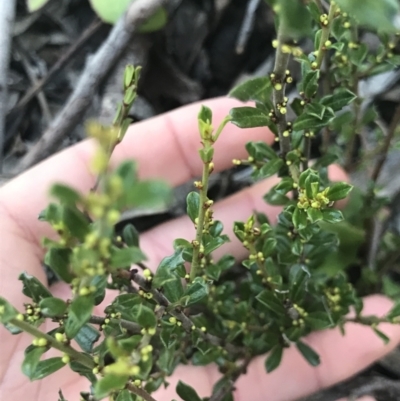 Phyllanthus occidentalis (Thyme Spurge) at Aranda Bushland - 14 Aug 2021 by MattFox