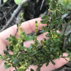 Phyllanthus occidentalis at Holt, ACT - 14 Aug 2021 02:25 PM