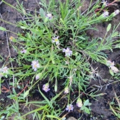 Vittadinia muelleri (Narrow-leafed New Holland Daisy) at Gundaroo, NSW - 10 Apr 2020 by Gunyijan