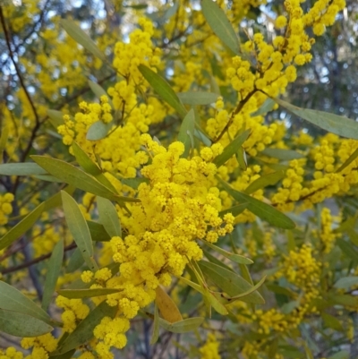 Acacia rubida (Red-stemmed Wattle, Red-leaved Wattle) at Penrose, NSW - 15 Aug 2021 by Aussiegall