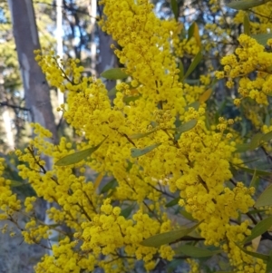 Acacia rubida at Penrose, NSW - 15 Aug 2021