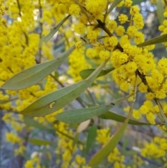 Acacia rubida at Penrose, NSW - 15 Aug 2021
