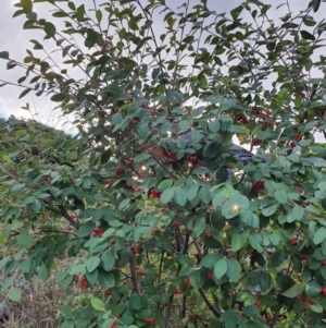 Callocephalon fimbriatum at Curtin, ACT - suppressed