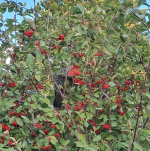 Callocephalon fimbriatum at Curtin, ACT - suppressed