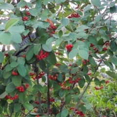 Callocephalon fimbriatum at Curtin, ACT - suppressed