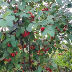 Callocephalon fimbriatum at Curtin, ACT - suppressed