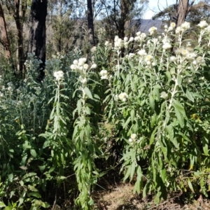 Coronidium elatum subsp. elatum at Penrose, NSW - 15 Aug 2021