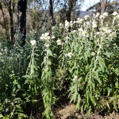 Coronidium elatum subsp. elatum (Tall Everlasting) at Wingecarribee Local Government Area - 15 Aug 2021 by Aussiegall