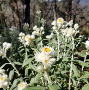 Coronidium elatum subsp. elatum at Penrose, NSW - 15 Aug 2021