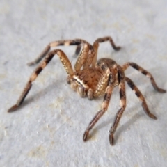 Neosparassus calligaster (Beautiful Badge Huntsman) at Yass River, NSW - 15 Aug 2021 by SenexRugosus