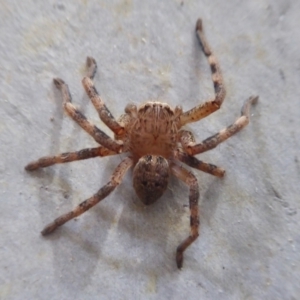 Neosparassus calligaster at Yass River, NSW - 15 Aug 2021