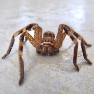 Neosparassus calligaster at Yass River, NSW - 15 Aug 2021