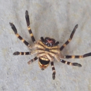 Neosparassus calligaster at Yass River, NSW - 15 Aug 2021