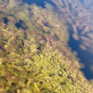 Myriophyllum sp. at Gundaroo, NSW - 14 Aug 2021