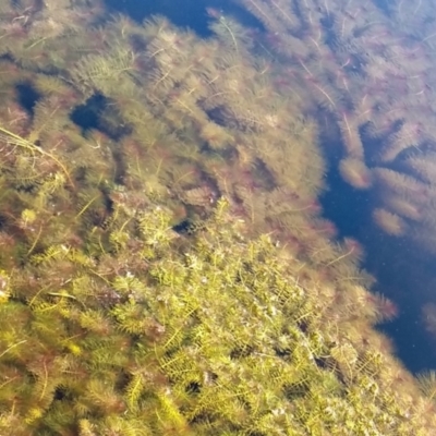 Myriophyllum sp. (Water-milfoil) at Gundaroo, NSW - 14 Aug 2021 by MaartjeSevenster