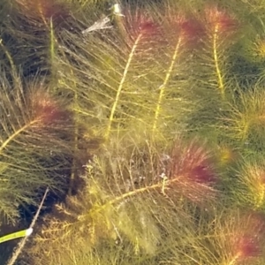 Myriophyllum sp. at Gundaroo, NSW - 14 Aug 2021