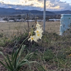 Narcissus tazetta (Jonquil) at Uriarra Village, ACT - 15 Aug 2021 by hughagan