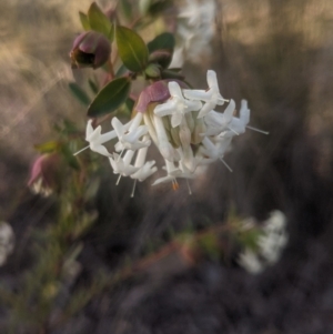 Pimelea linifolia subsp. linifolia at Lake George, NSW - 15 Aug 2021 04:09 PM