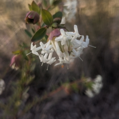 Pimelea linifolia subsp. linifolia (Queen of the Bush, Slender Rice-flower) at Lake George, NSW - 15 Aug 2021 by MPennay