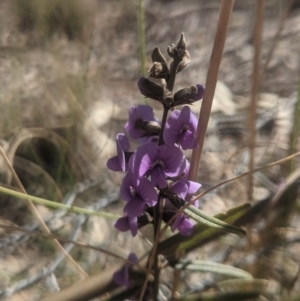 Hovea heterophylla at Lake George, NSW - 15 Aug 2021