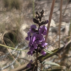Hovea heterophylla (Common Hovea) at Lake George, NSW - 15 Aug 2021 by MPennay