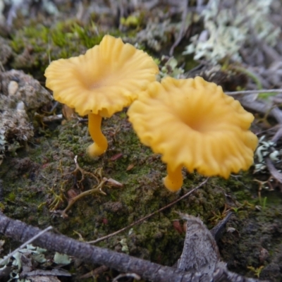 Lichenomphalia chromacea (Yellow Navel) at Yass River, NSW - 8 Jul 2021 by SenexRugosus