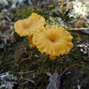 Lichenomphalia chromacea at Yass River, NSW - 8 Jul 2021