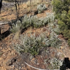 Cryptandra amara (Bitter Cryptandra) at Hughes, ACT - 15 Aug 2021 by KL