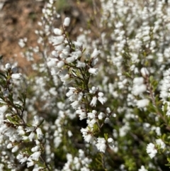 Cryptandra amara at Hughes, ACT - 15 Aug 2021 02:03 PM