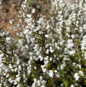 Cryptandra amara at Hughes, ACT - 15 Aug 2021 02:03 PM