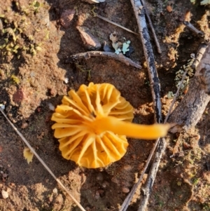 Lichenomphalia chromacea at Gundaroo, NSW - 24 Aug 2020