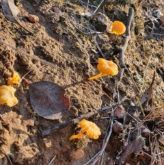 Lichenomphalia chromacea at Gundaroo, NSW - 24 Aug 2020