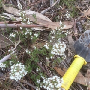 Cryptandra amara at Bruce, ACT - 15 Aug 2021