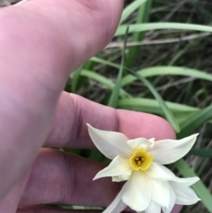 Narcissus tazetta (Jonquil) at Hughes, ACT - 11 Aug 2021 by Tapirlord