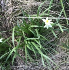 Narcissus tazetta at Hughes, ACT - 11 Aug 2021 03:14 PM