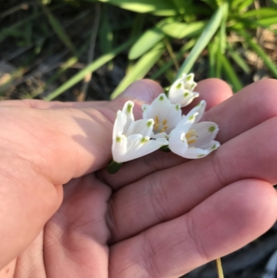 Leucojum aestivum (Summer Snowflake or Snowbell) at Hughes, ACT - 12 Aug 2021 by Tapirlord