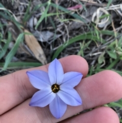 Ipheion uniflorum (Spring Star-flower) at Hughes Garran Woodland - 12 Aug 2021 by Tapirlord