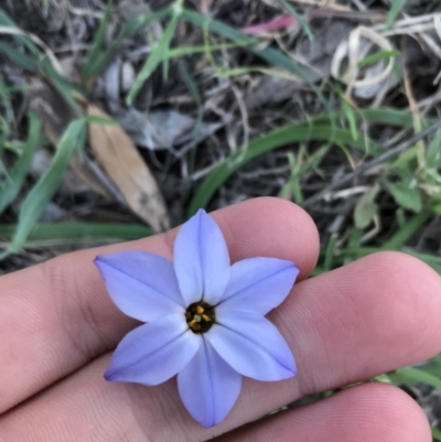 Ipheion uniflorum (Spring Star-flower) at Hughes Garran Woodland - 12 Aug 2021 by Tapirlord